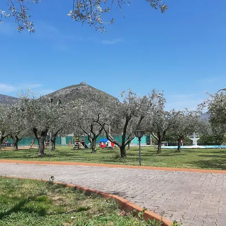 Oasis *